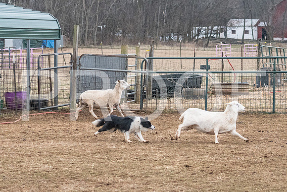 NBP_Sat Herding Test Roy Johnson-10