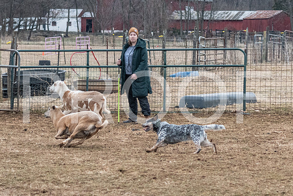 NBP_Sat Herding Test Roy Johnson-29
