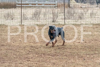 NBP_Sat Herding Test Roy Johnson-13