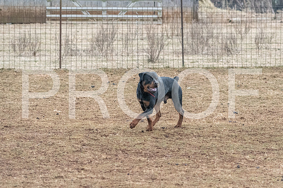 NBP_Sat Herding Test Roy Johnson-13
