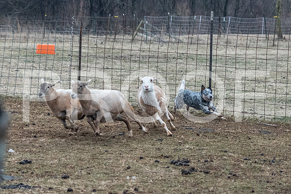 NBP_Sat Herding Test Roy Johnson-24