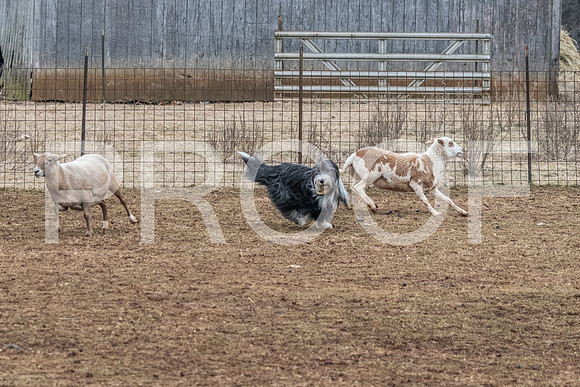 NBP_Sat Herding Test Roy Johnson-79