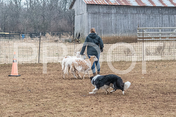 NBP_Sat Herding Test Roy Johnson-67