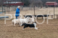 NBP_Sat Herding Test Roy Johnson-5