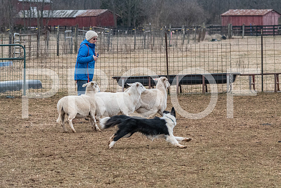 NBP_Sat Herding Test Roy Johnson-5