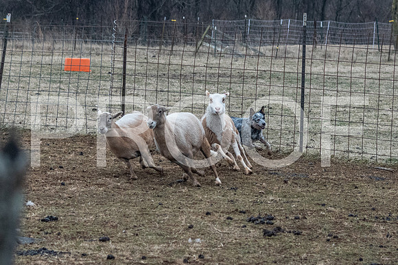 NBP_Sat Herding Test Roy Johnson-23