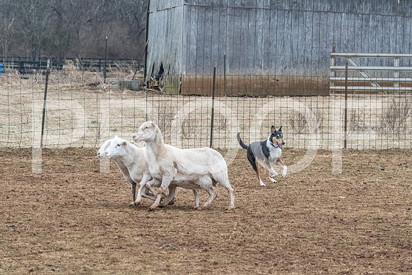 NBP_Sat Herding Test Roy Johnson-104