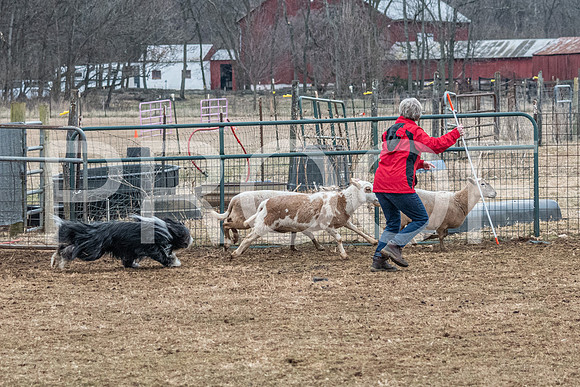 NBP_Sat Herding Test Roy Johnson-71