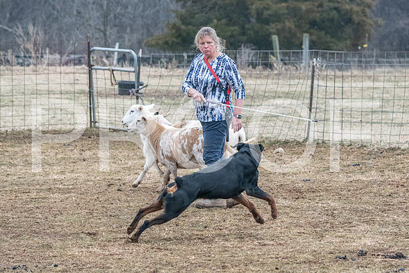 NBP_Sat Herding Test Roy Johnson-14