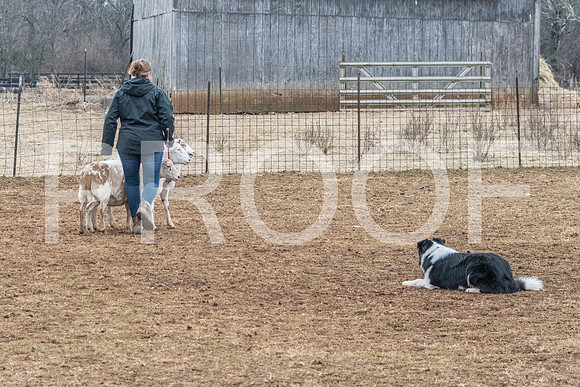 NBP_Sat Herding Test Roy Johnson-66