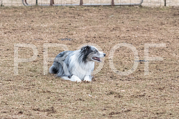 NBP_Sat Herding Test Roy Johnson-60