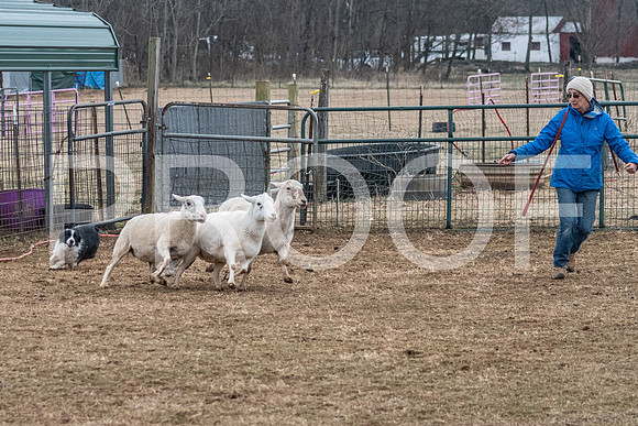 NBP_Sat Herding Test Roy Johnson-3