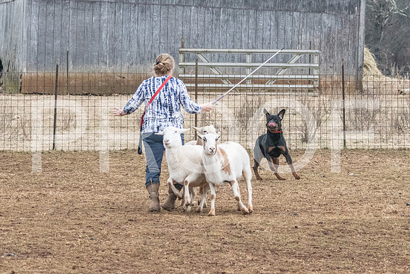 NBP_Sat Herding Test Roy Johnson-17