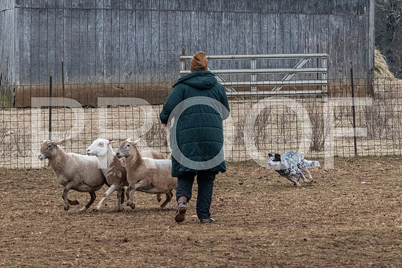 NBP_Sat Herding Test Roy Johnson-25