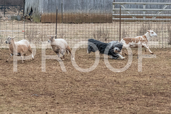 NBP_Sat Herding Test Roy Johnson-78
