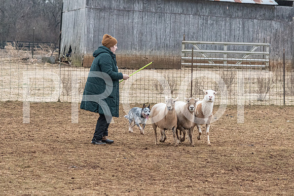 NBP_Sat Herding Test Roy Johnson-45