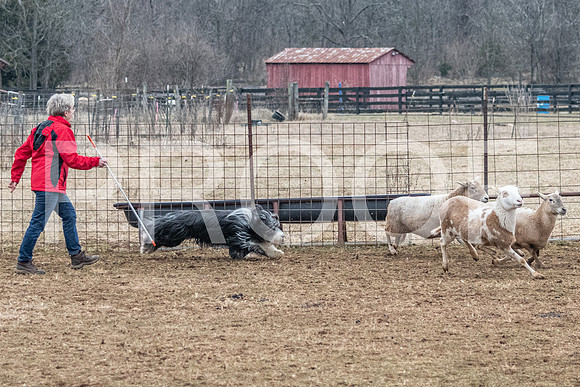 NBP_Sat Herding Test Roy Johnson-72
