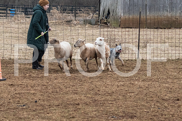 NBP_Sat Herding Test Roy Johnson-32