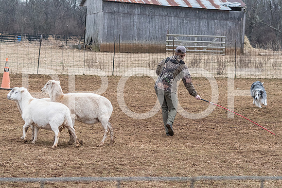 NBP_Sat Herding Test Roy Johnson-54