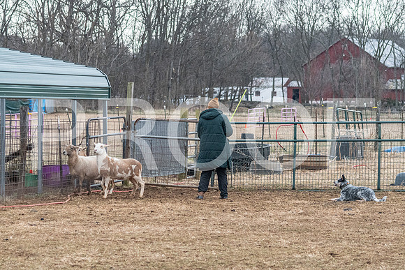 NBP_Sat Herding Test Roy Johnson-27