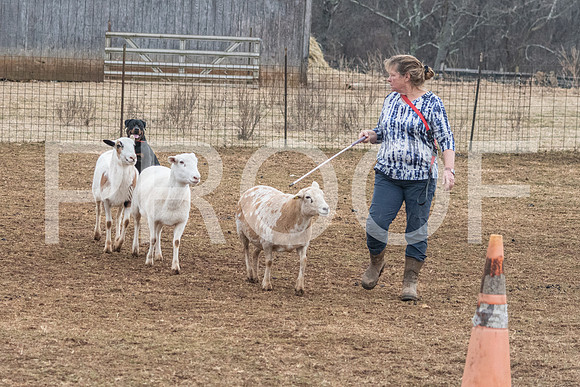 NBP_Sat Herding Test Roy Johnson-21
