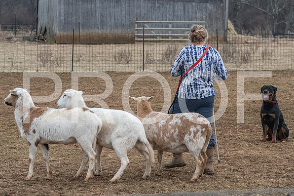 NBP_Sat Herding Test Roy Johnson-22