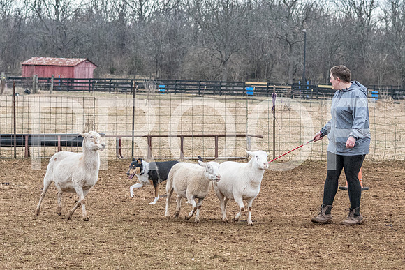 NBP_Sat Herding Test Roy Johnson-114