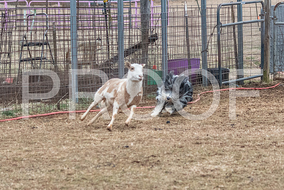 NBP_Sat Herding Test Roy Johnson-73