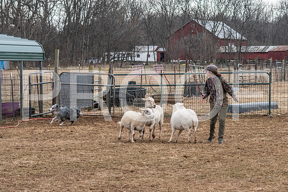 NBP_Sat Herding Test Roy Johnson-51