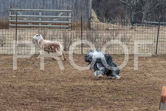 NBP_Sat Herding Test Roy Johnson-81