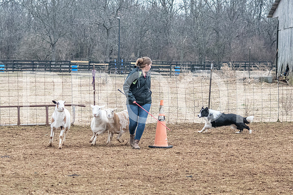 NBP_Sat Herding Test Roy Johnson-68