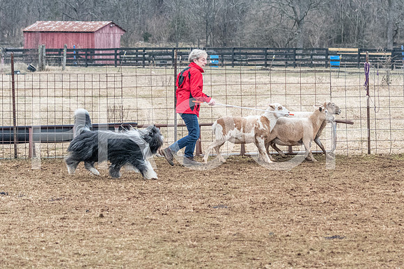 NBP_Sat Herding Test Roy Johnson-77