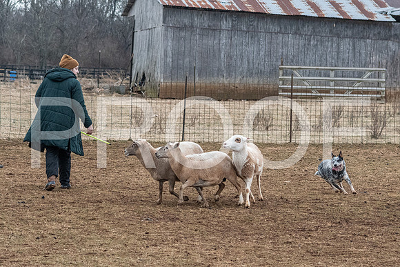 NBP_Sat Herding Test Roy Johnson-48