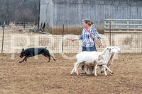 NBP_Sat Herding Test Roy Johnson-12