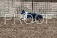 NBP_Sat Herding Test Roy Johnson-1