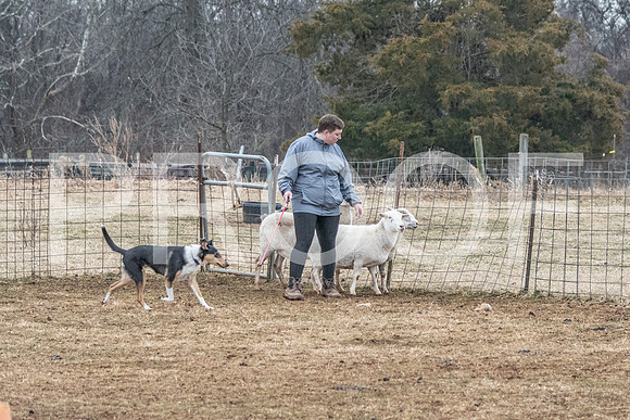 NBP_Sat Herding Test Roy Johnson-106