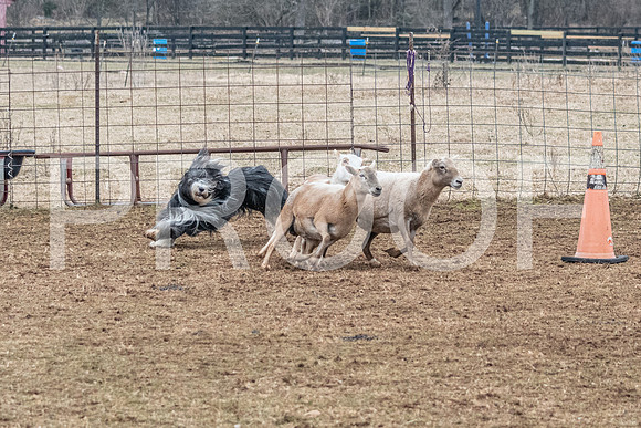 NBP_Sat Herding Test Roy Johnson-83