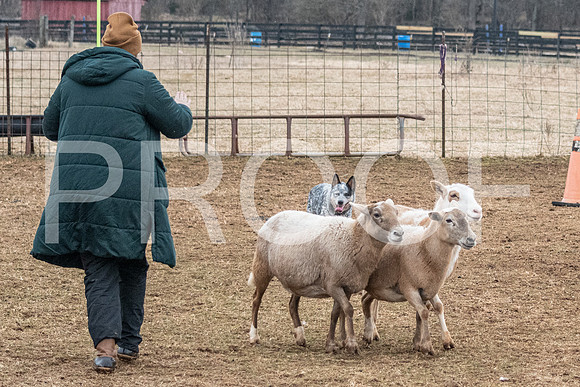 NBP_Sat Herding Test Roy Johnson-40
