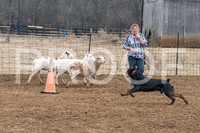 NBP_Sat Herding Test Roy Johnson-16
