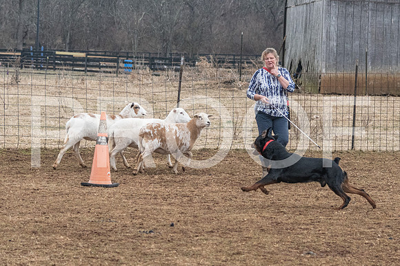 NBP_Sat Herding Test Roy Johnson-16