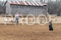 NBP_Sat Herding Test Roy Johnson-11