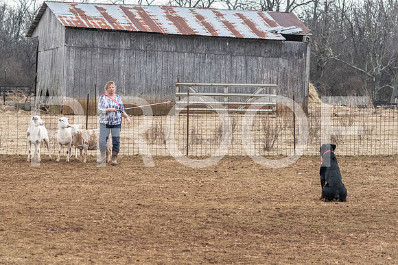 NBP_Sat Herding Test Roy Johnson-11