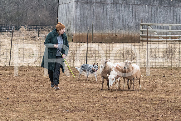 NBP_Sat Herding Test Roy Johnson-35