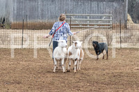 NBP_Sat Herding Test Roy Johnson-19