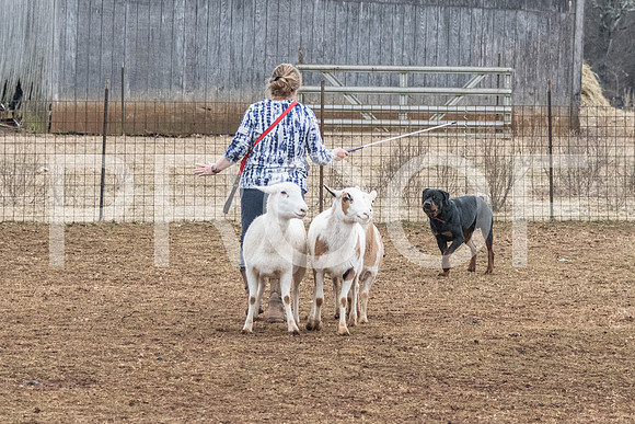 NBP_Sat Herding Test Roy Johnson-19