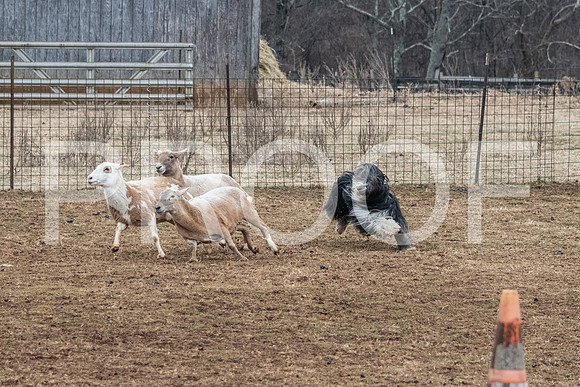 NBP_Sat Herding Test Roy Johnson-89