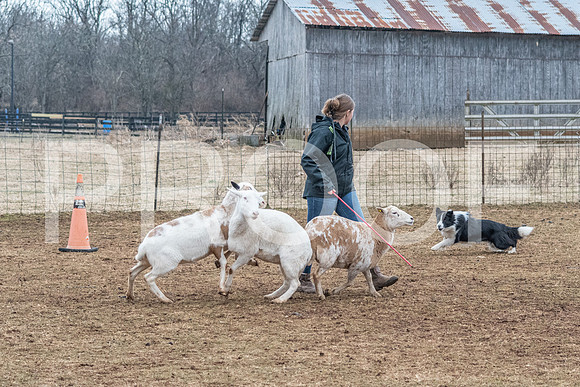 NBP_Sat Herding Test Roy Johnson-63
