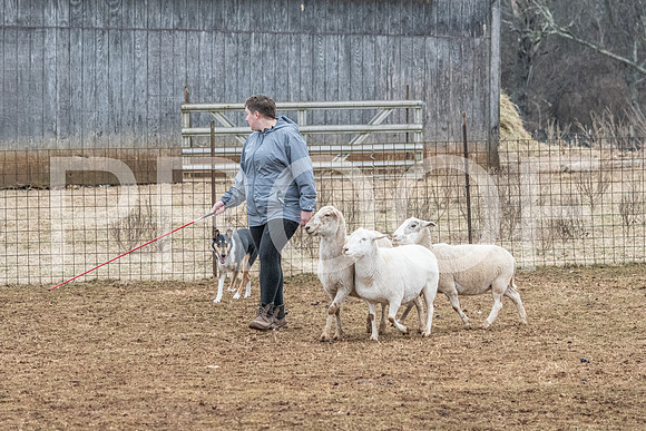 NBP_Sat Herding Test Roy Johnson-108