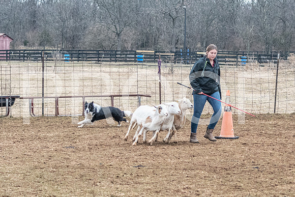 NBP_Sat Herding Test Roy Johnson-70