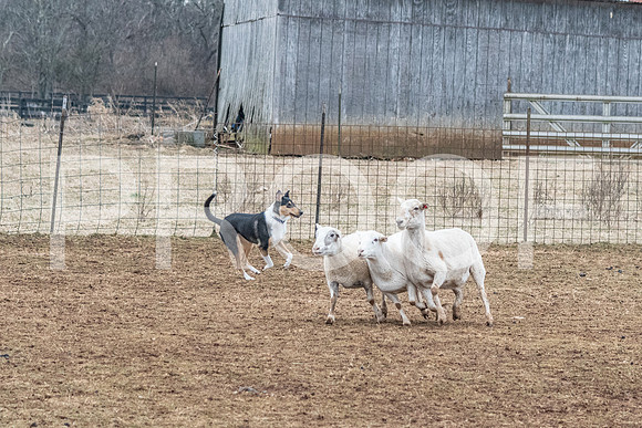 NBP_Sat Herding Test Roy Johnson-103